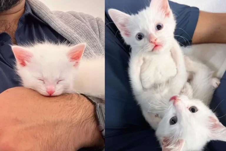 Kittens Were in a Backyard Squeaking for Help, Now Have Someone to Hold onto Every Day