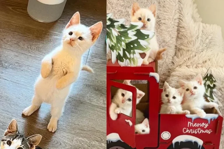 Kitten Who was Found in an Old Car, Now Has Many New Siblings to Ring in the New Year with