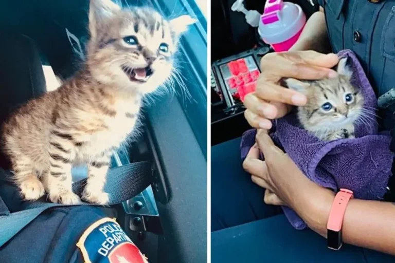 A stray kitten wins an officer’s affection and takes up residence as her shoulder cat.