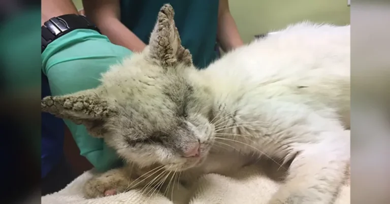 When the cat in need of rescue regains his sight, he surprises the rescuers by opening his beautiful eyes.