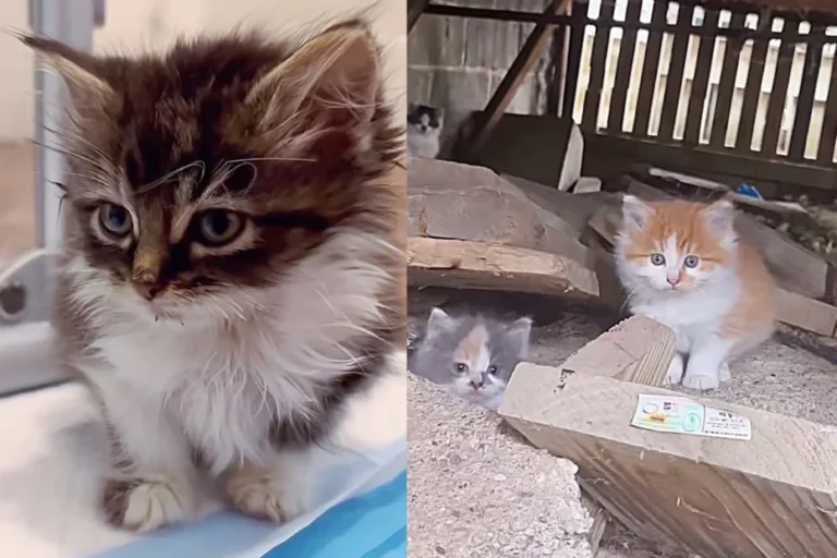 Six Kittens Found Beneath a Porch Now Bloom with a Good Person’s Assistance; the Smallest Has the Loudest Voice