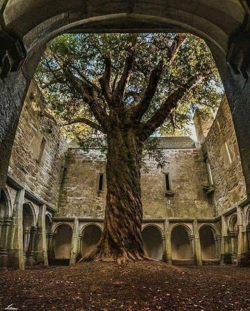 The Beautiful Tree Transforming an Abandoned Place Into a Secret Garden in Ireland